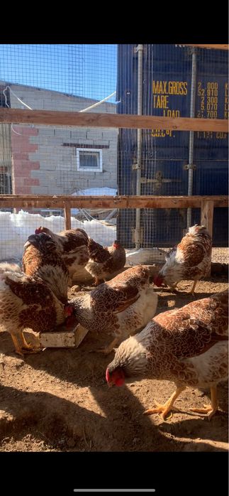 Виандот белое золото