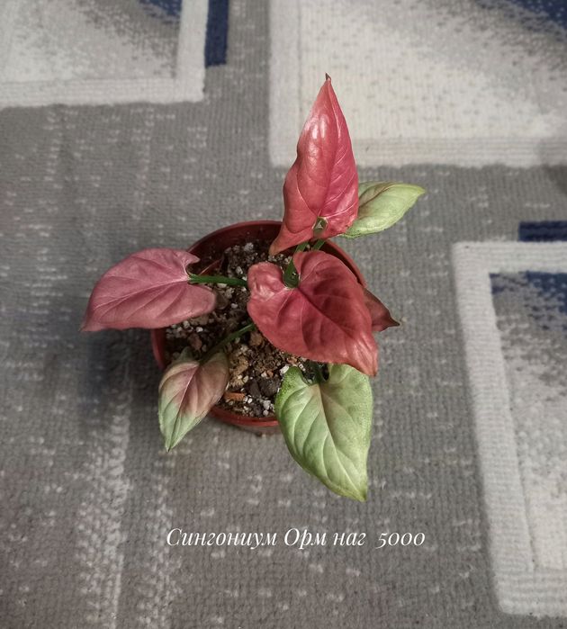 Алоэ древовидное, растение, цветы