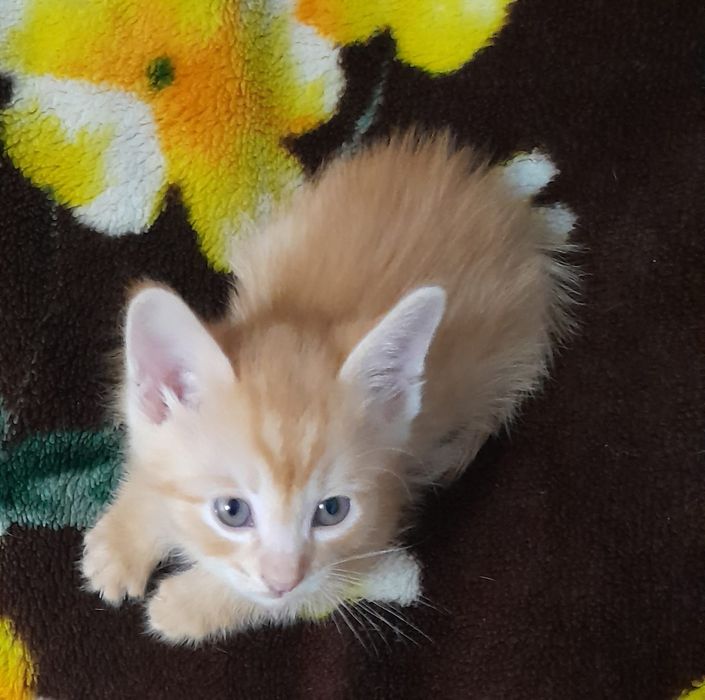 Котёнок рыженький