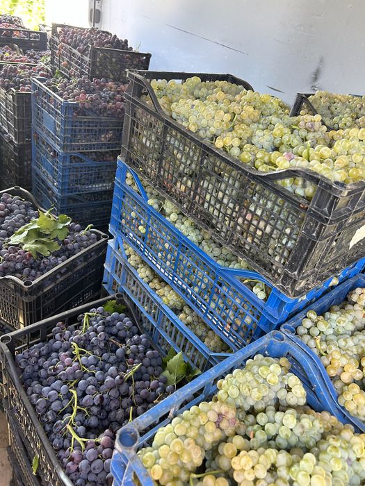 Must proaspat - Ottonel, Hamburg