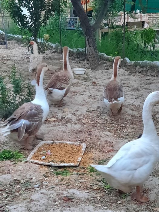 G'ozlar sotiladi