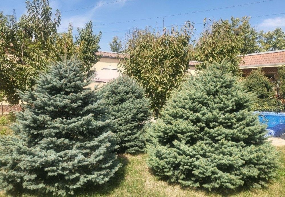 Срочно продаётся дом в Юнусабадском р-н, Хасанбой, 5 соток