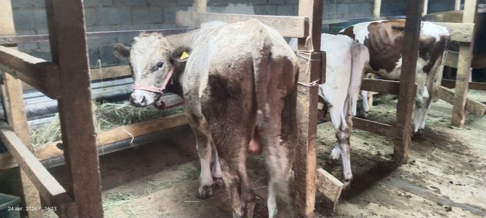 Продам трех породистых  бычков