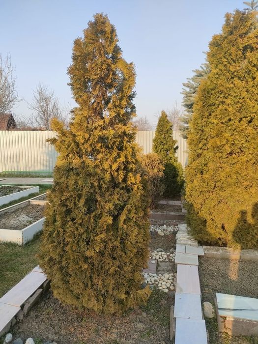 Туя горный Смарагд европейский.