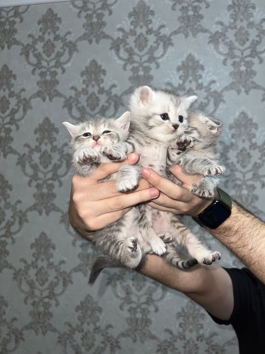 Shotlaniskiy mushugimiza sotiladi toza qon!!!