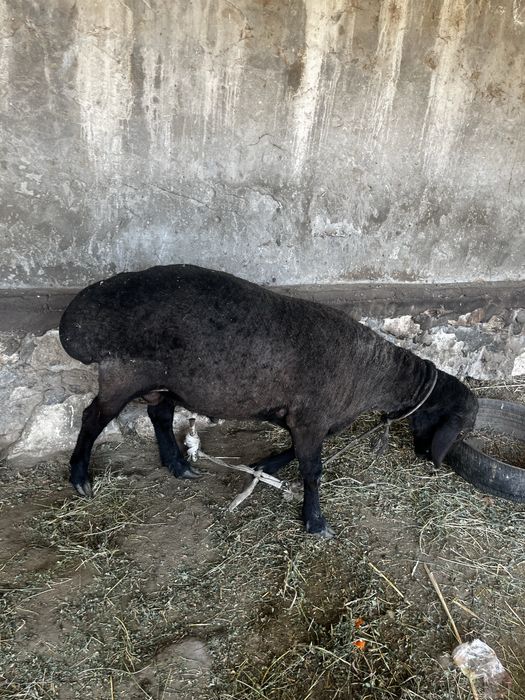 Кучкор сотилади нархини телда гаплашамиз