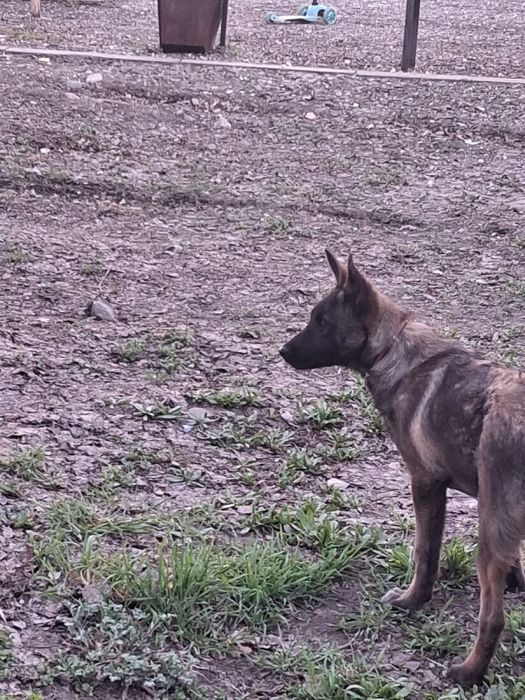 Бельгийская овчарка Малинуа