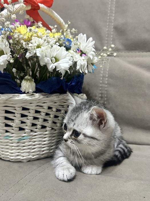 Шотландская прямоухая( девочка)