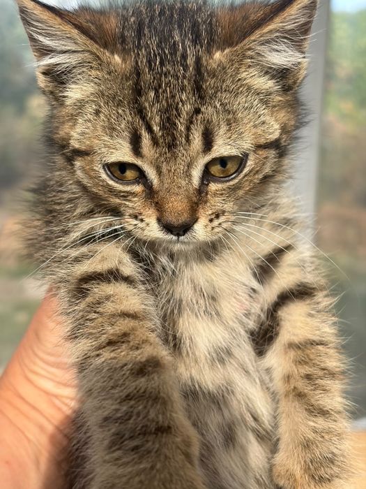 Котята в доьрые руки г.Сарань