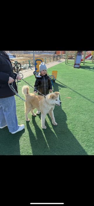 Акита ину мальчик 1 лет