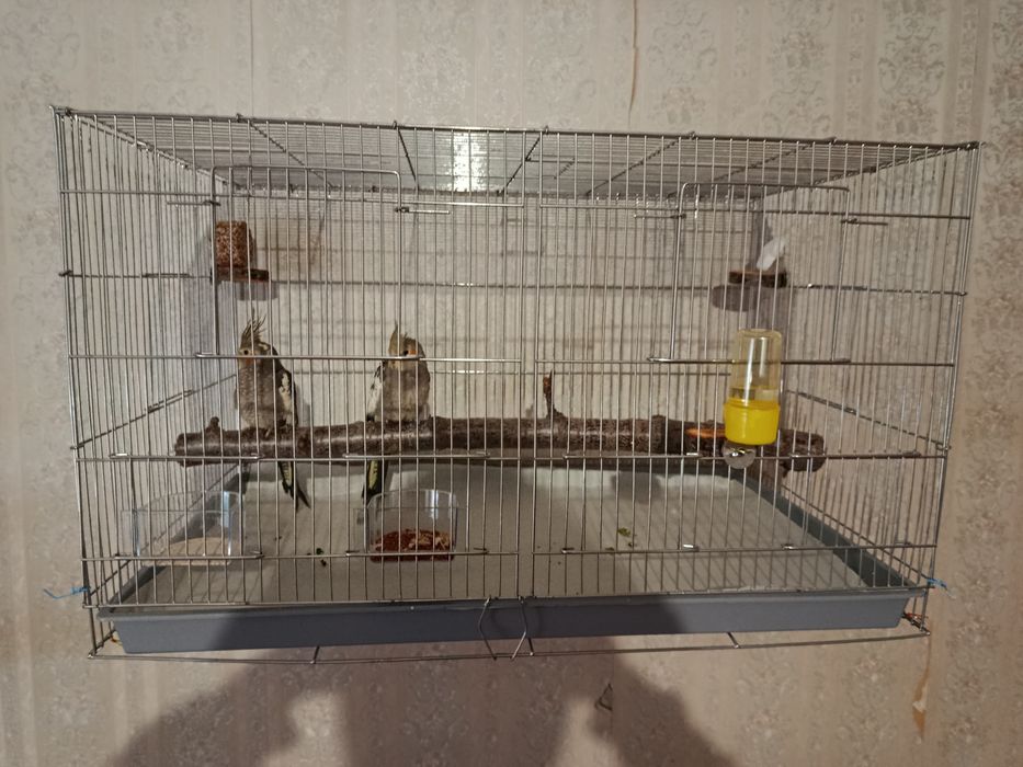 Пара карелл с клеткой