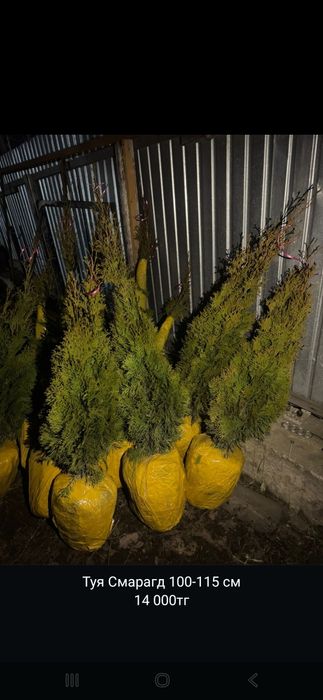 Продам туи от 60см до 3 метров