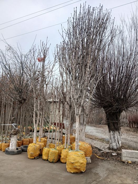 Kashtan va manzaraliy daraxtlar bor