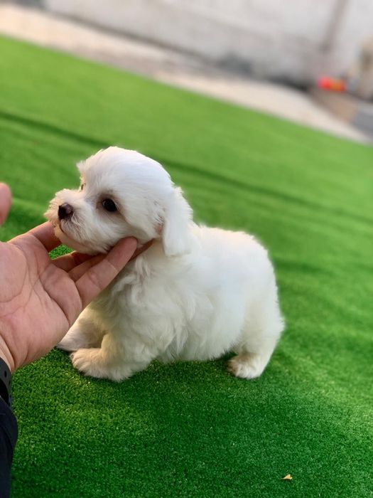 Bichon maltez mini toy