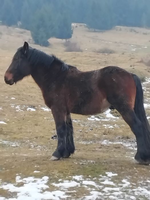 Mânz murg 1 an jumate ușor negociabil