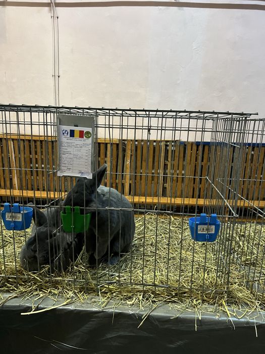 Iepuri vienez albastru