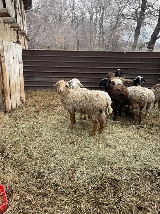 Бараны матки …..