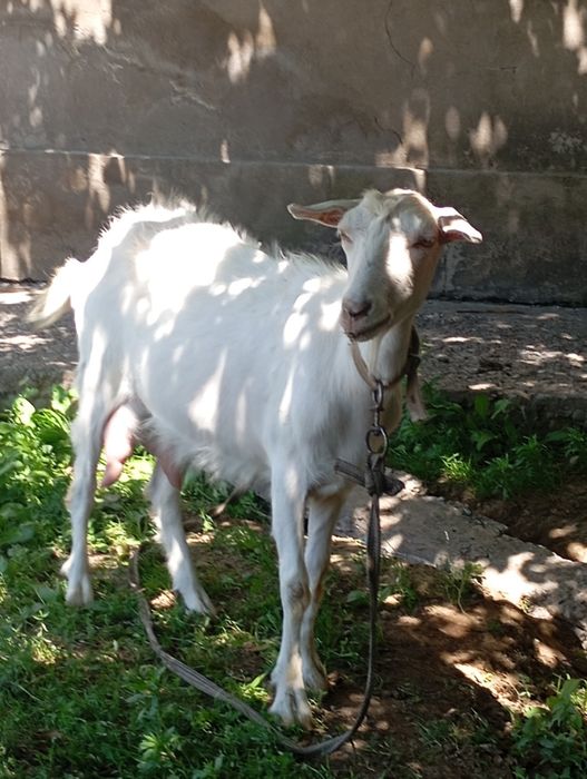 Заненский ешкі сатылады