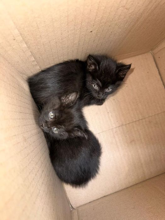 Срочно отдам бесплатно