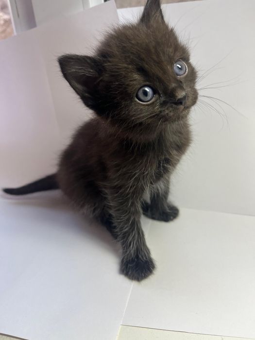 Котята бесплатно