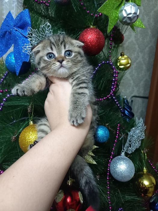Шикарные котята скоттиш фолд
