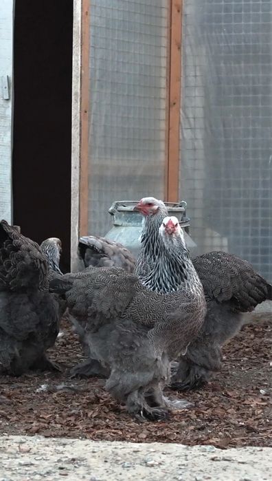 Инкубационные яйца Брама.