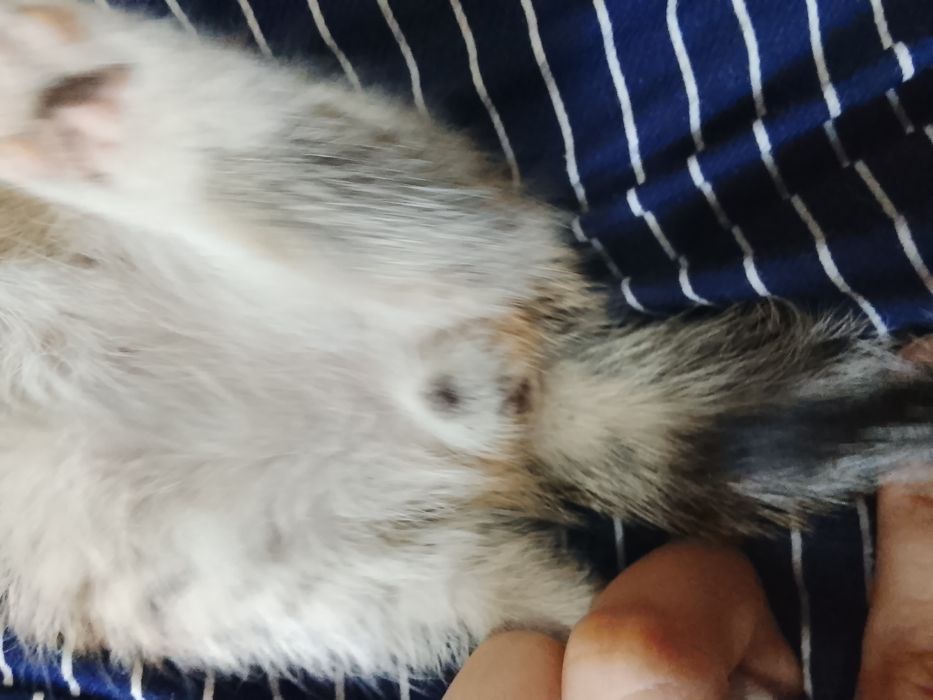 Отдам котенка 3 месяца