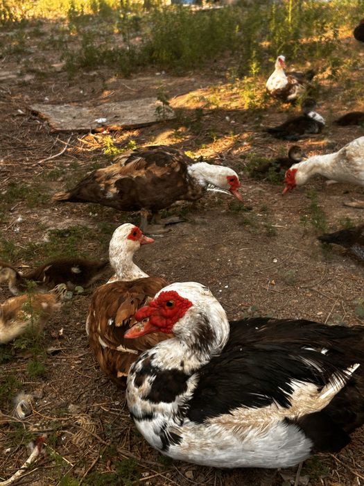 Продоются Индоутки,Селезни