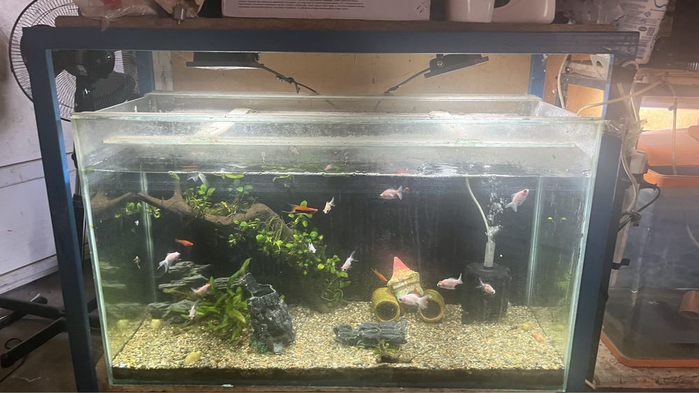 Телескоп белыйе