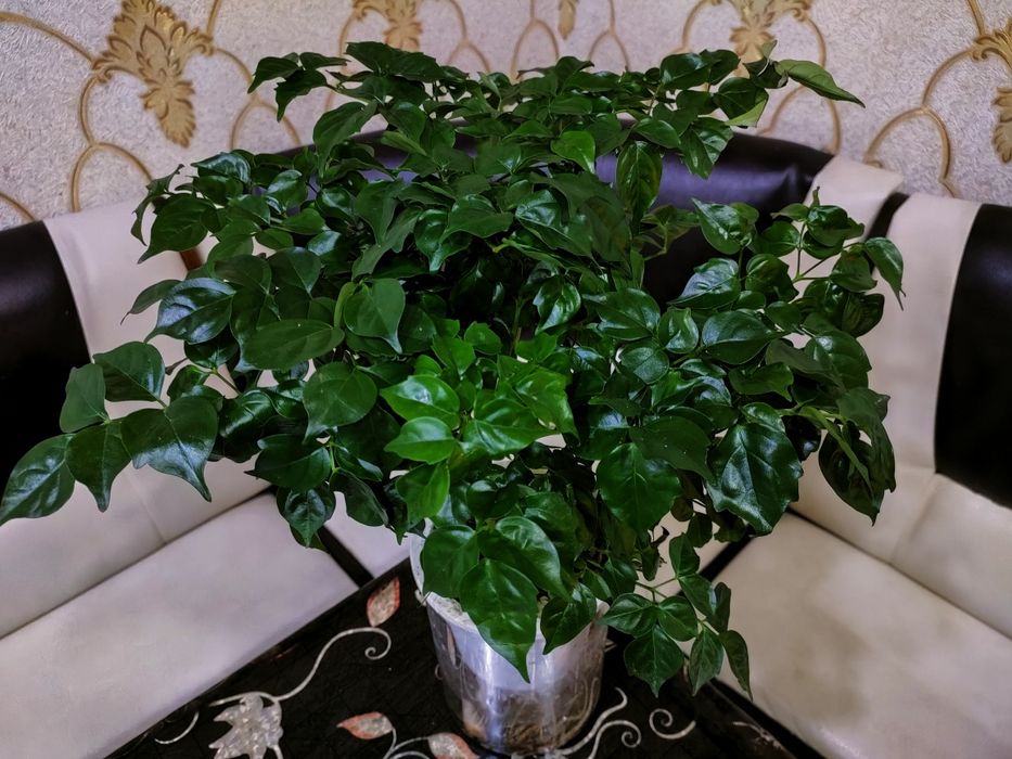 Шеффлера. Есть доставка