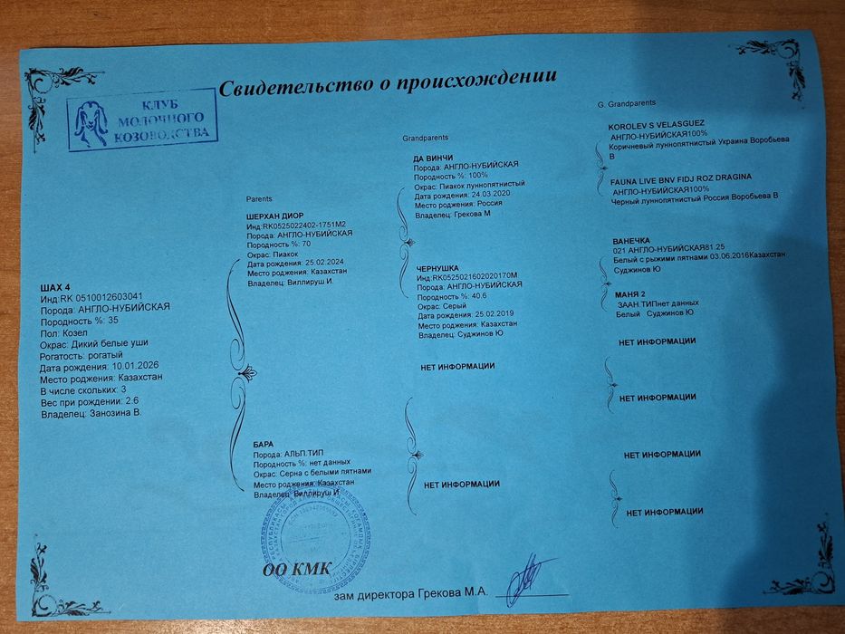 В продаже  АНГЛО-НУБИЙСКИЙ козел