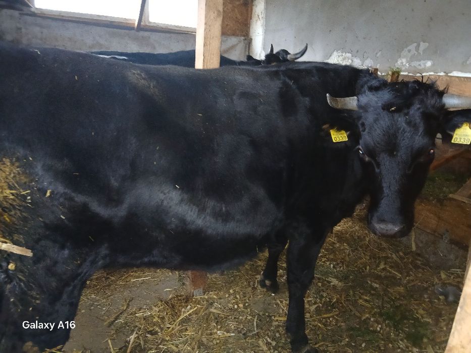 Vând junincă  gestantă.