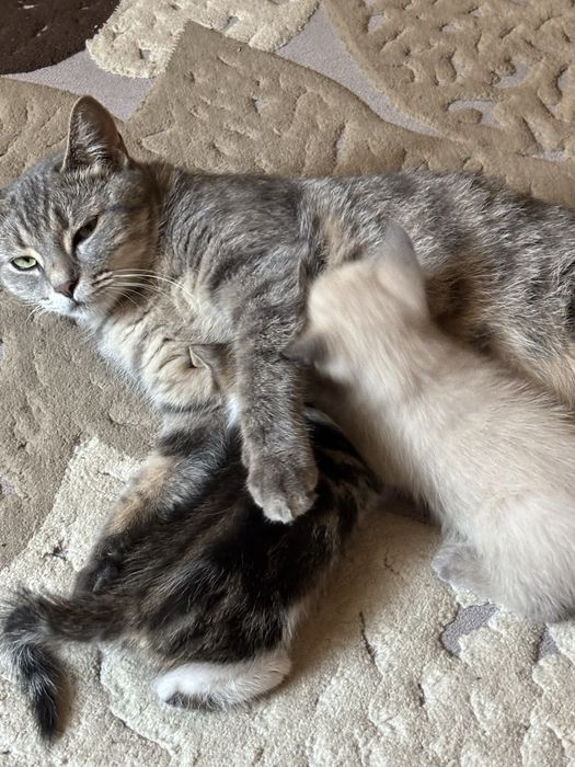 Котята  домашние уже кушают