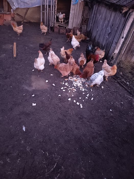 De vânzare găini 70 lei bucata