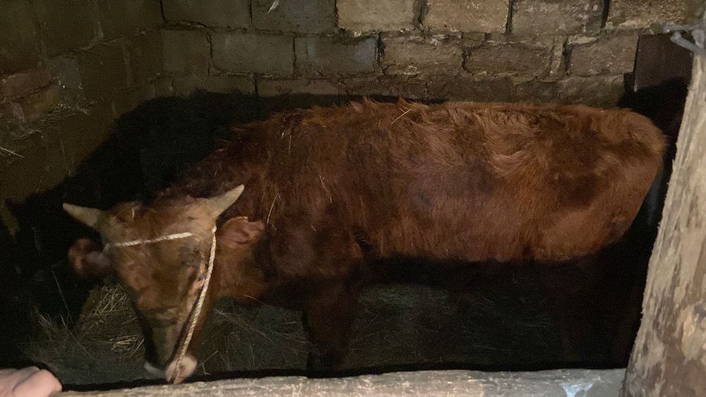 Продам бычка,  годовалого. 370к