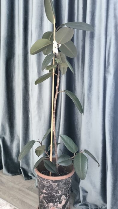 Продам цветы комнатные