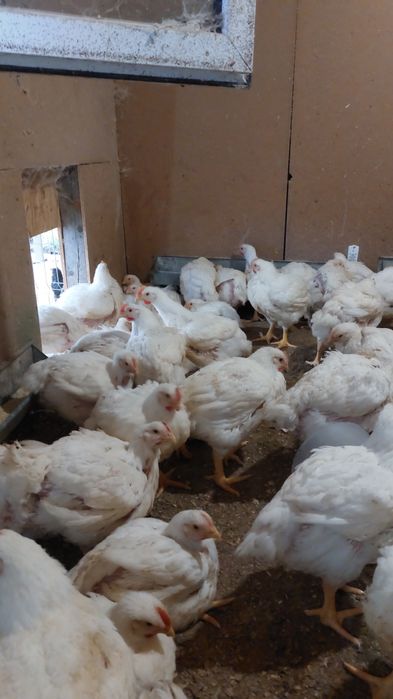 Vand pui albi de carne