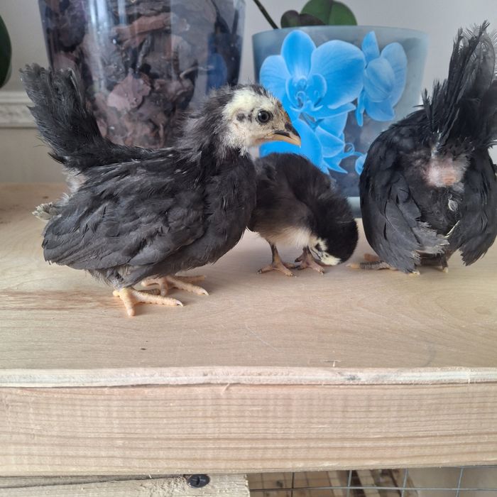 Курочки породы шабо