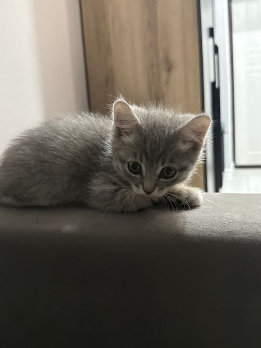 Котенок 2-3 месяца