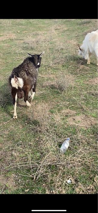 Ешкі мен козылар