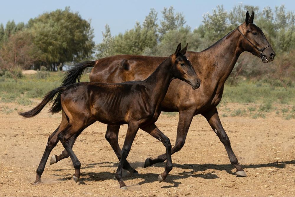 Ахалтекинские жеребята