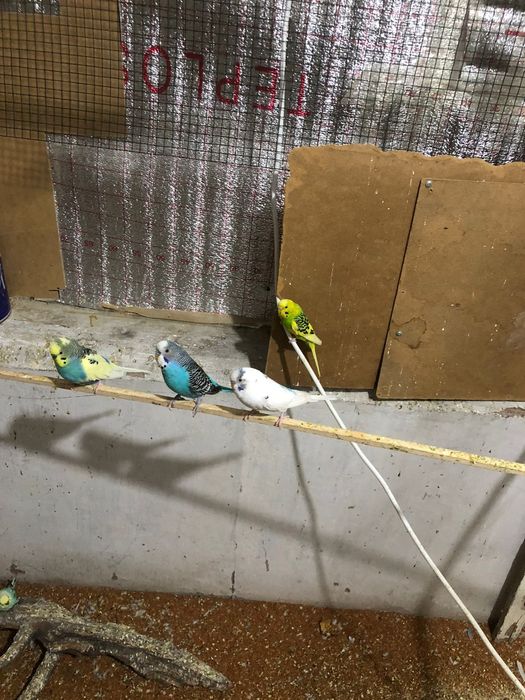 Взрослые рабочие чехи