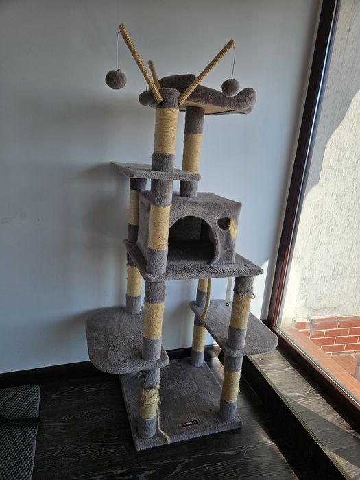 Motan Exotic shorthair