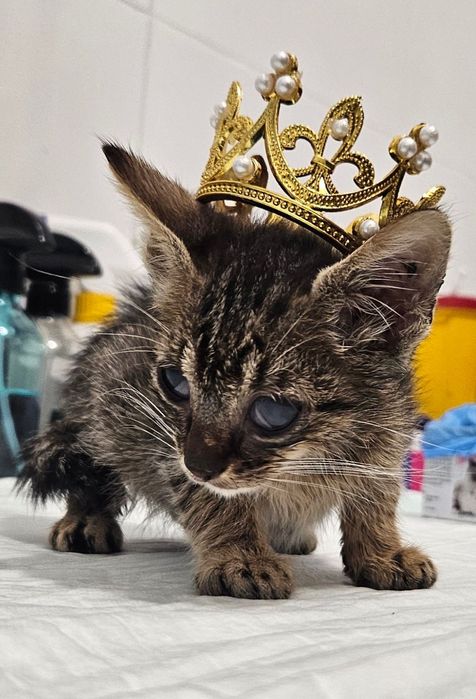 Коте за осиновяване