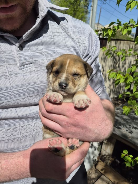 Щенки 2 месяца (4 мальчика, 2 девочки)