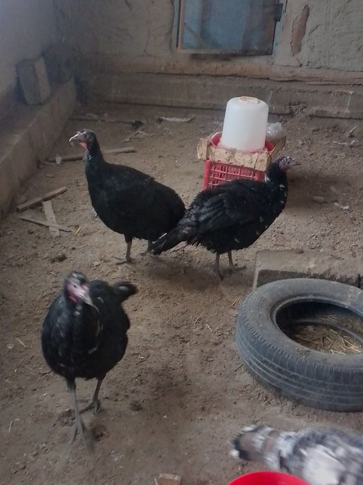 Kurkalar sotiladi 4ta moda 4ta xurozi narxi  400 modalari 500 narlari