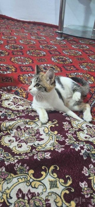 Hadiya !!!  Qiz bola  Mushuk