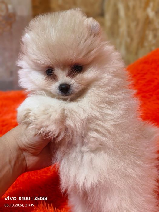 Очаровательные щенки шпица.