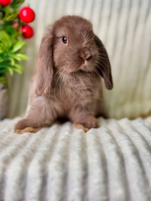 QUYON BOLASI. Dekorativ Karlik Baran quyonlar. Qafaslariyam bor