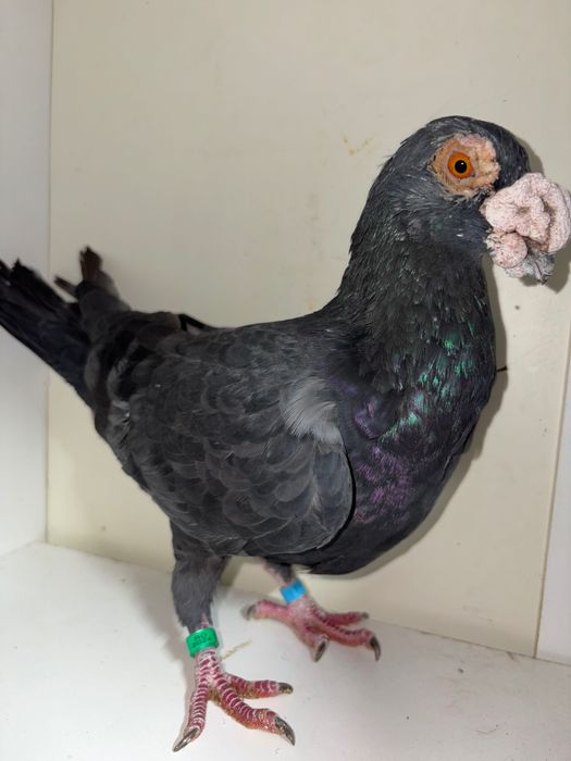 Porumbei duduros caută casă noua